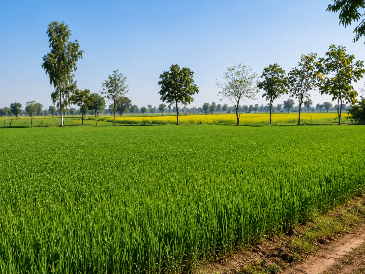 gohanaagricultureland