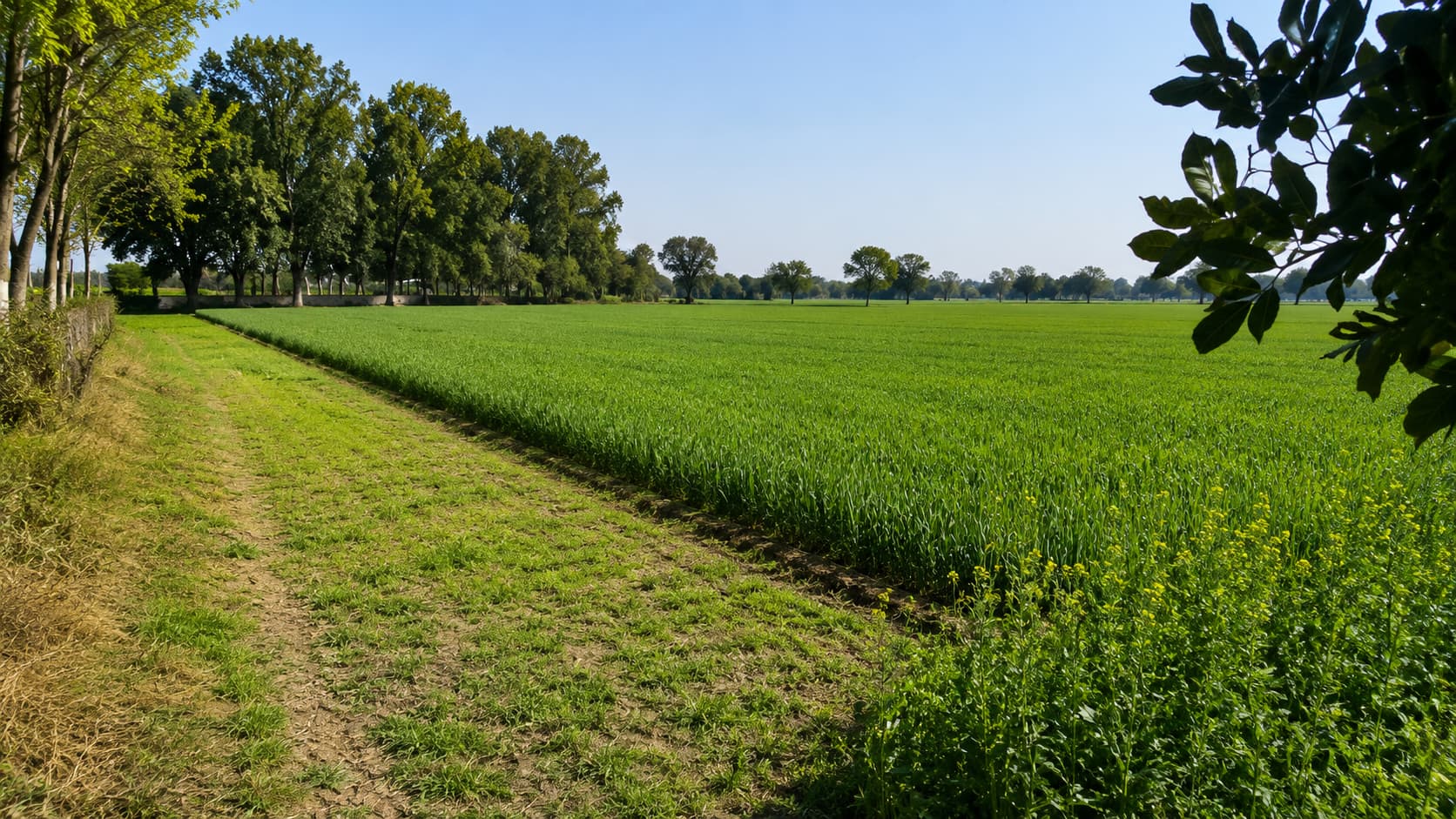 kundliagricultureland